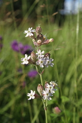 Silene amoena