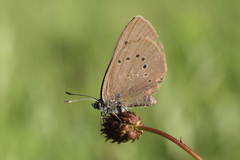 Phengaris nausithous