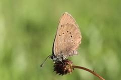 Phengaris nausithous