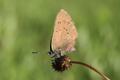 Phengaris nausithous