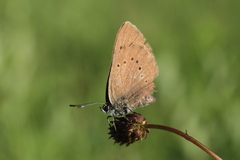 Phengaris nausithous