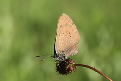 Phengaris nausithous