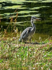 Ardea cinerea