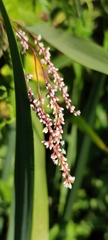 Persicaria acuminata