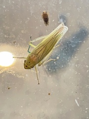 Signoretiinae