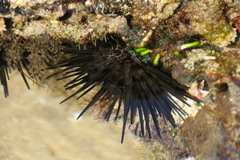 Stomopneustes variolaris