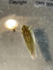 Signoretiinae