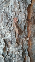 Cyphoderris