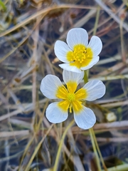 Ranunculus subrigidus