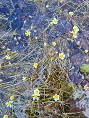 Ranunculus subrigidus