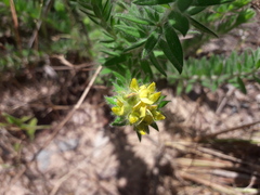 Crotalaria cistoides