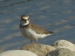 Charadrius placidus