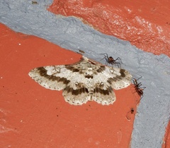 Cleora acaciaria