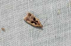 Dichomeris bilobella