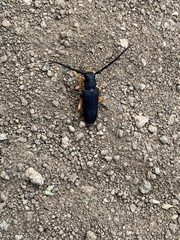 Phytoecia affinis boeberi