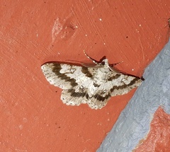 Cleora acaciaria