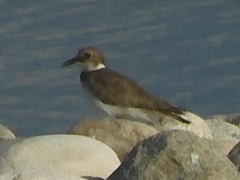 Charadrius placidus