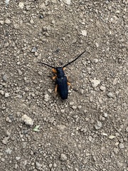 Phytoecia affinis boeberi