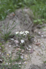 Achillea nobilis