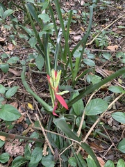 Billbergia amoena