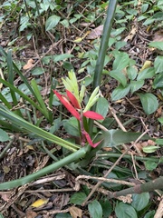 Billbergia amoena
