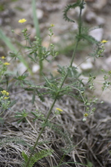 Achillea nobilis