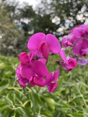Lathyrus latifolius