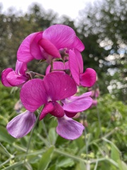 Lathyrus latifolius