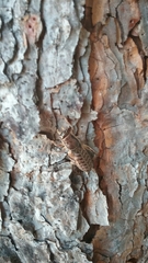 Cyphoderris
