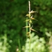 Carex peregrina - Photo (c) Ljaž, algunos derechos reservados (CC BY), subido por Ljaž