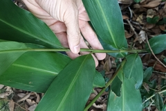 Alpinia oblongifolia
