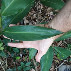Alpinia oblongifolia