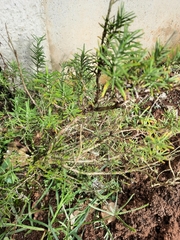 Euploca confertifolia