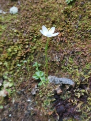 Centaurium scilloides