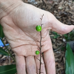 Alpinia oblongifolia