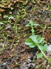 Centaurium scilloides