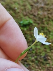 Centaurium scilloides