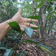 Alpinia oblongifolia