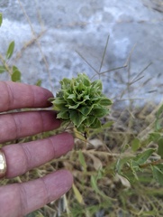 Procecidochares grindeliae