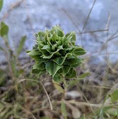 Procecidochares grindeliae