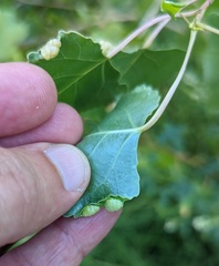 Pemphigus populivenae