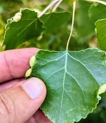 Pemphigus populivenae