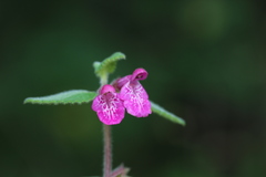 Stachys pilosissima