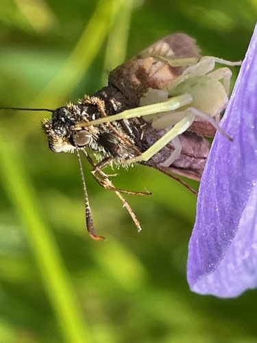 Hobomok Skipper photo 5