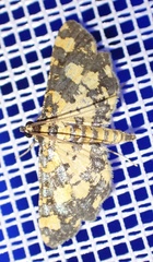 Eurrhyparodes tricoloralis