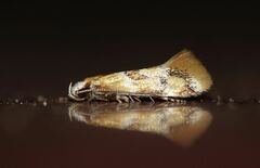 Epicallima mercedella