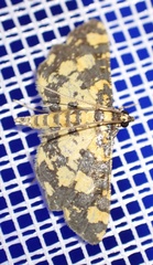 Eurrhyparodes tricoloralis