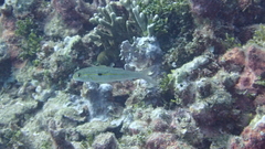 Mulloidichthys flavolineatus