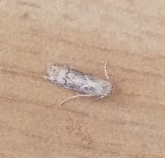 Blastobasis adustella