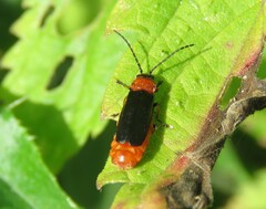 Silis ruficollis